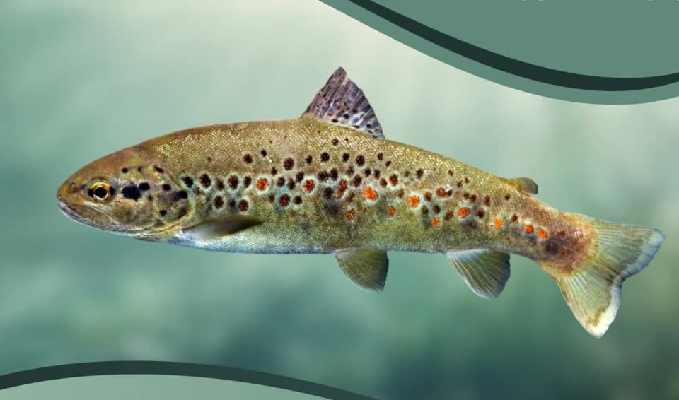 Зображення для статті: Закарпаття вводить заборону на вилов струмкової форелі