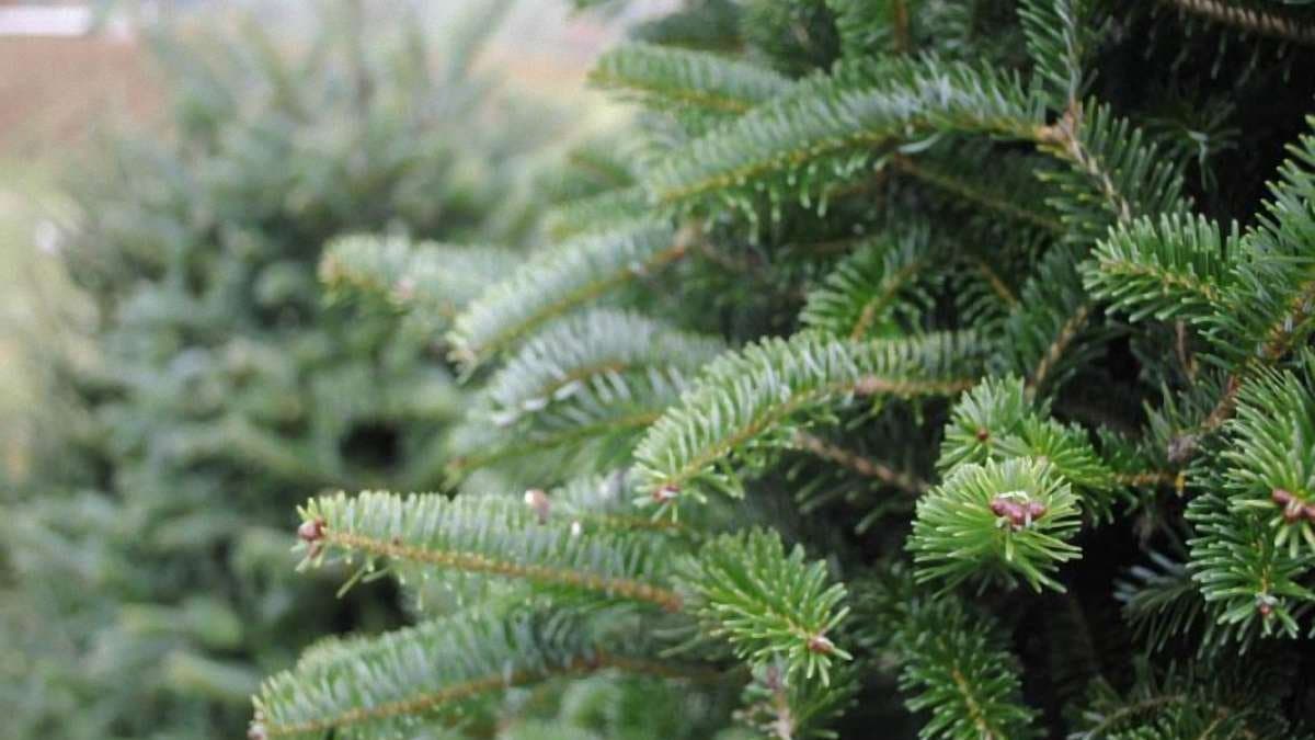 Зображення для статті: Де в Ужгороді купити ялинку: оприлюднили офіційні точки продажу