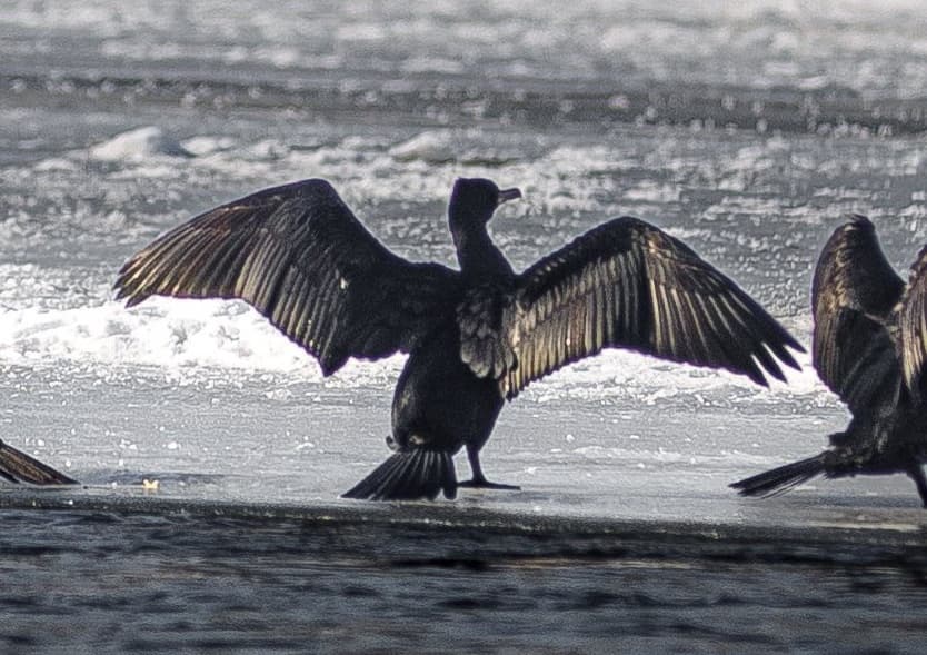 Зображення для статті: На річці Латориця в Мукачеві помітили рідкісних для міста бакланів