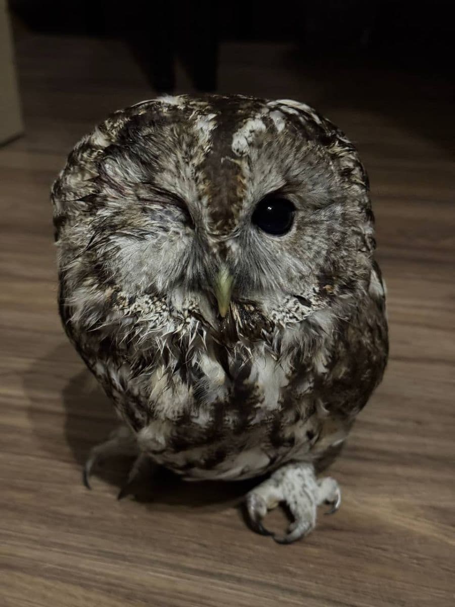 Зображення для статті: На Закарпатті прикордонники врятували поранену сову