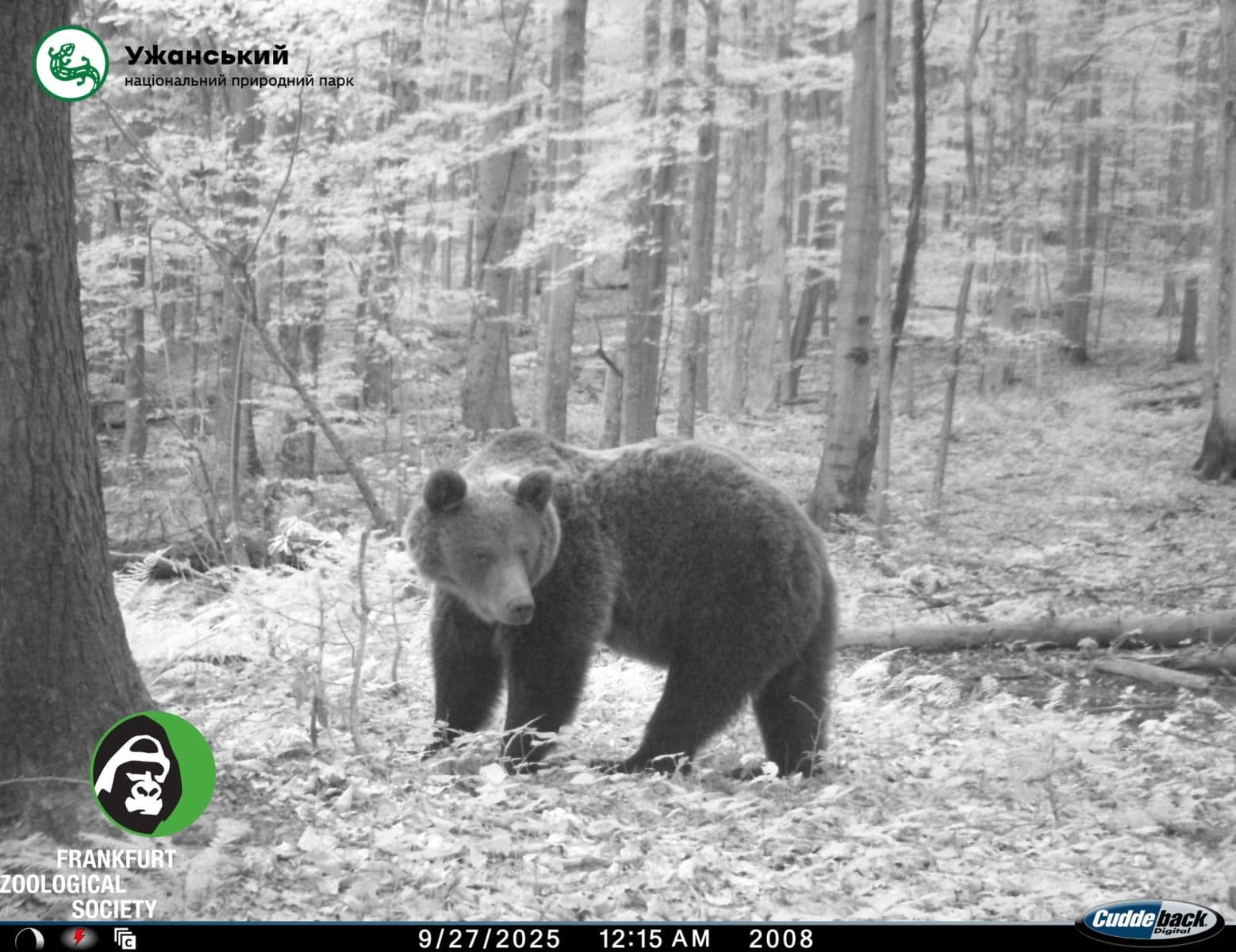Зображення для статті: У Карпатах фотопастки зафіксували бурих ведмедів