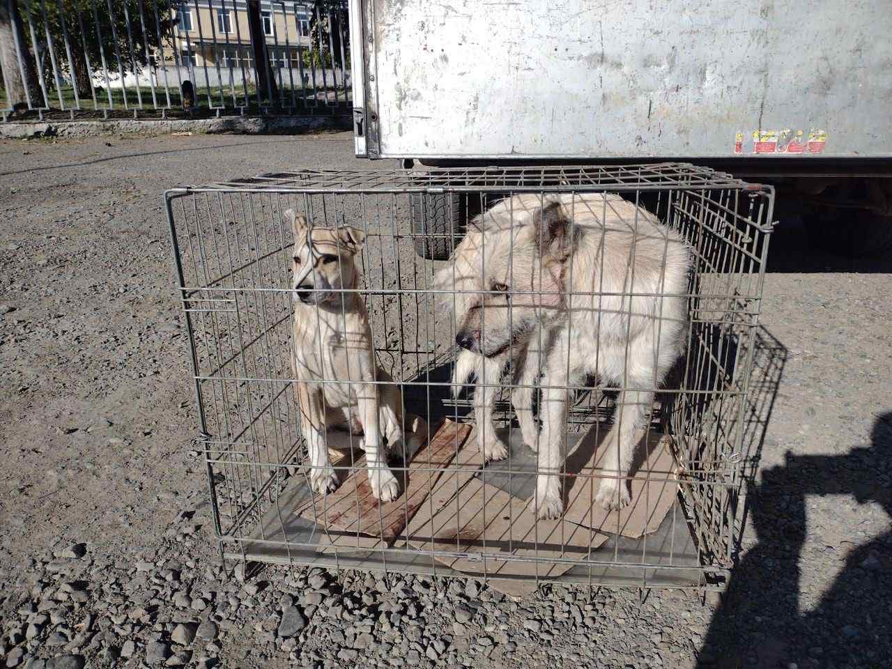 Зображення для статті: У Мукачеві двох безпритульних собак прилаштували у родини