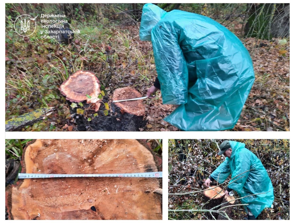 Зображення для статті: Незаконна вирубка на Закарпатті: правоохоронці розслідують збитки у 8 млн грн