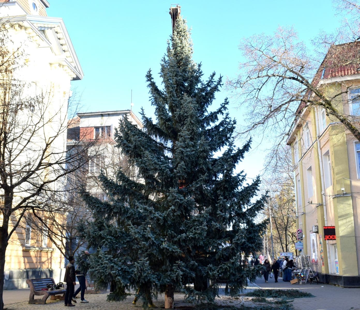 Зображення для статті: У центрі Берегова встановили головну новорічну ялинку