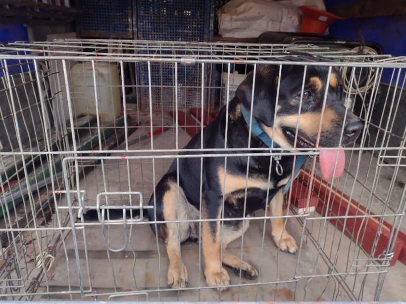 Зображення для статті: У Мукачеві собаку з притулку прилаштували до нової родини