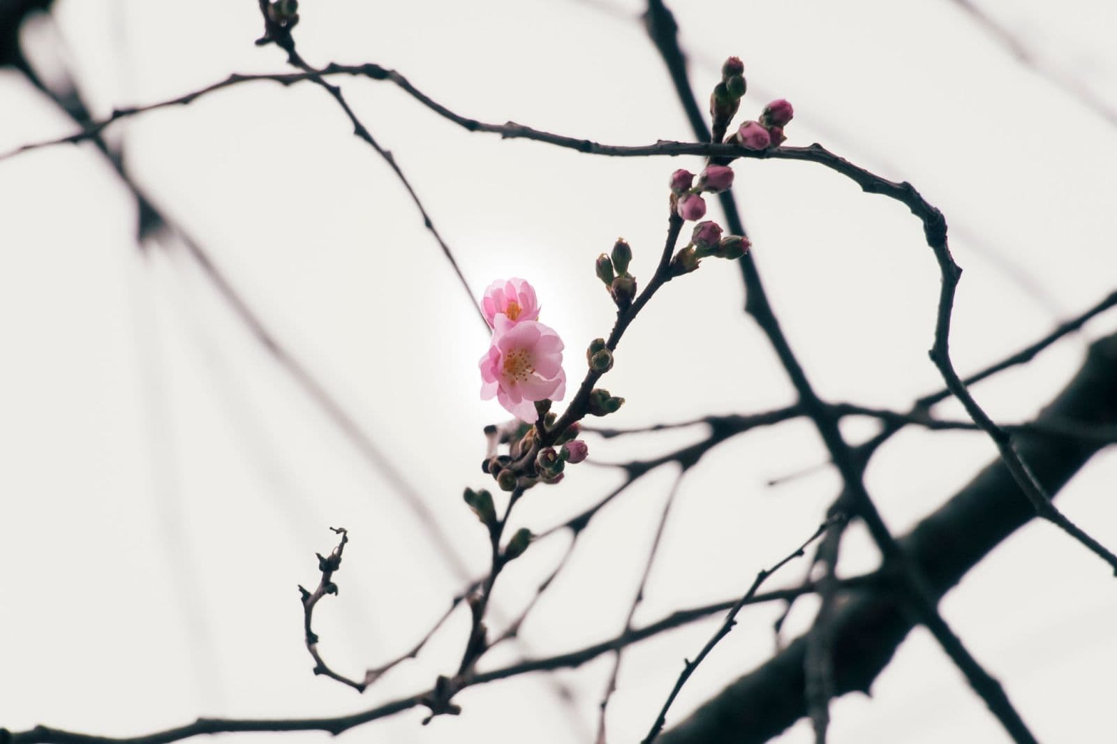 Зображення для статті: У Мукачеві знову розквітла «шалена» сакура посеред зими