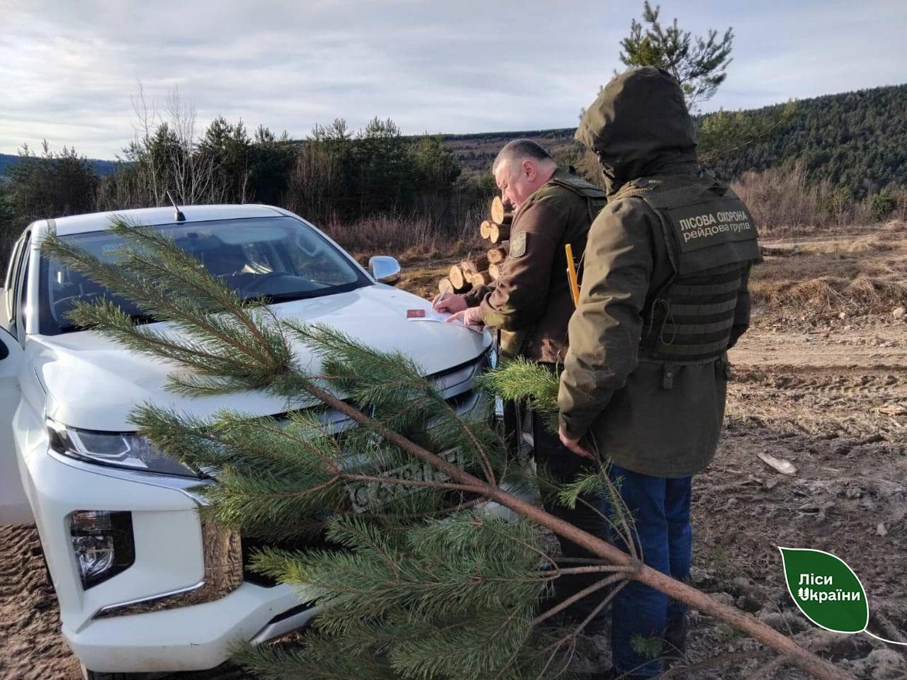 Зображення для статті: У Карпатах посилили охорону ялин і ялиць напередодні свят