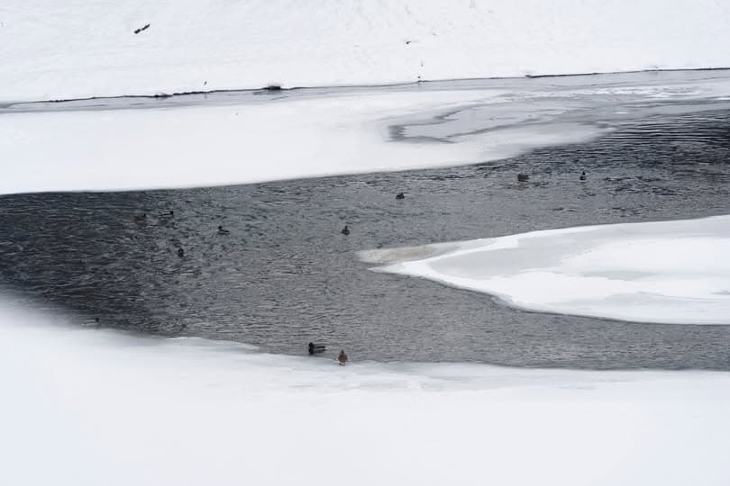 Зображення для статті: Мукачівців просять не виходити на тонкий лід річки Латориця