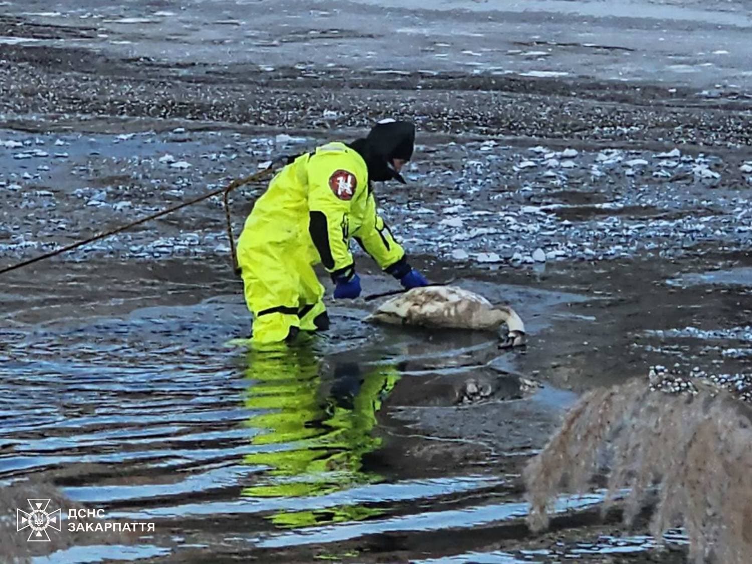 Зображення для статті: В Ужгороді рятувальники визволили лебедя з крижаної пастки