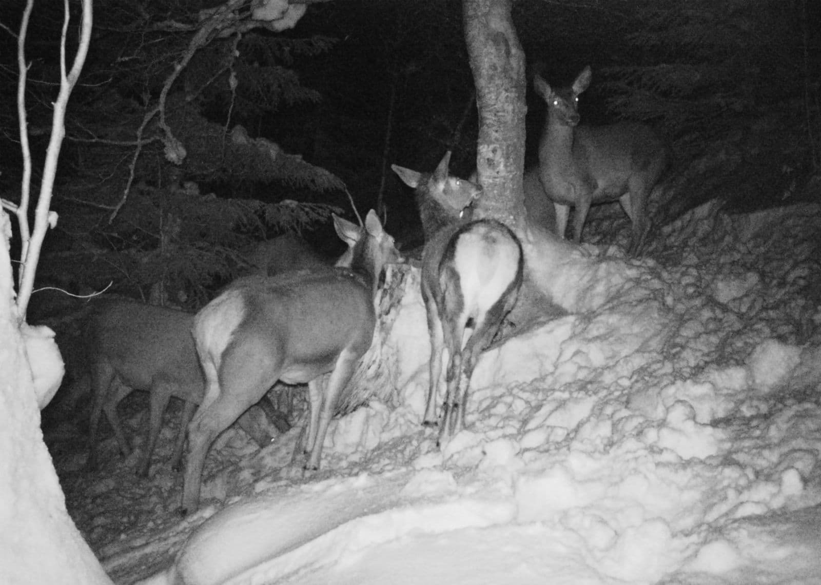 Зображення для статті: Сувора зима у НПП «Синевир»: як тваринам допомагають пережити морози