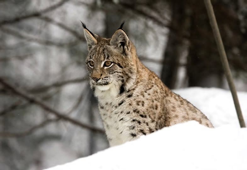 Зображення для статті: Науковці підрахували, скільки рисей мешкає в Ужанському нацпарку