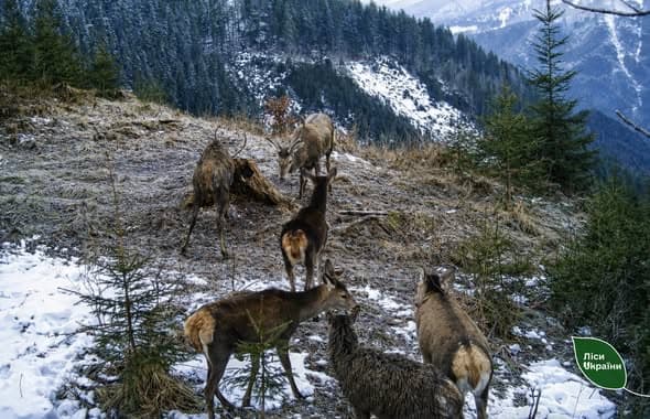 Зображення для статті: У Карпатах розпочали зимовий облік мисливських і червонокнижних тварин