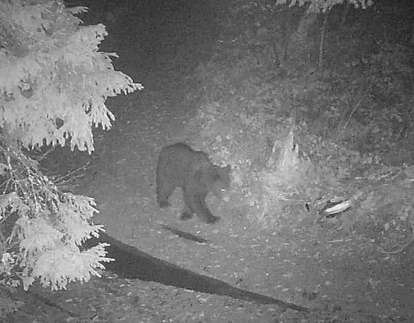 Зображення для статті: У Карпатах помітили ведмедя-шатуна: зимова зустріч з хижаком — рідкість