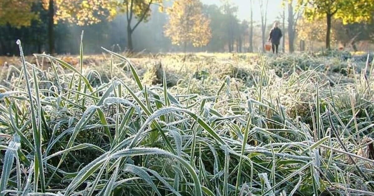 Зображення для статті: Вітер та нічні заморозки: що очікувати від погоди на Закарпатті 8 квітня
