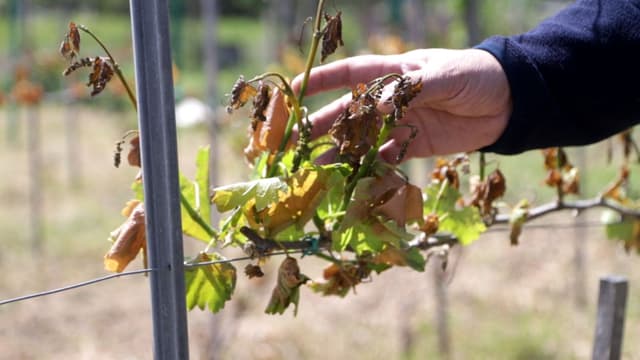 На Закарпатті винороби рятують урожай від заморозків: сади обігрівають вночі