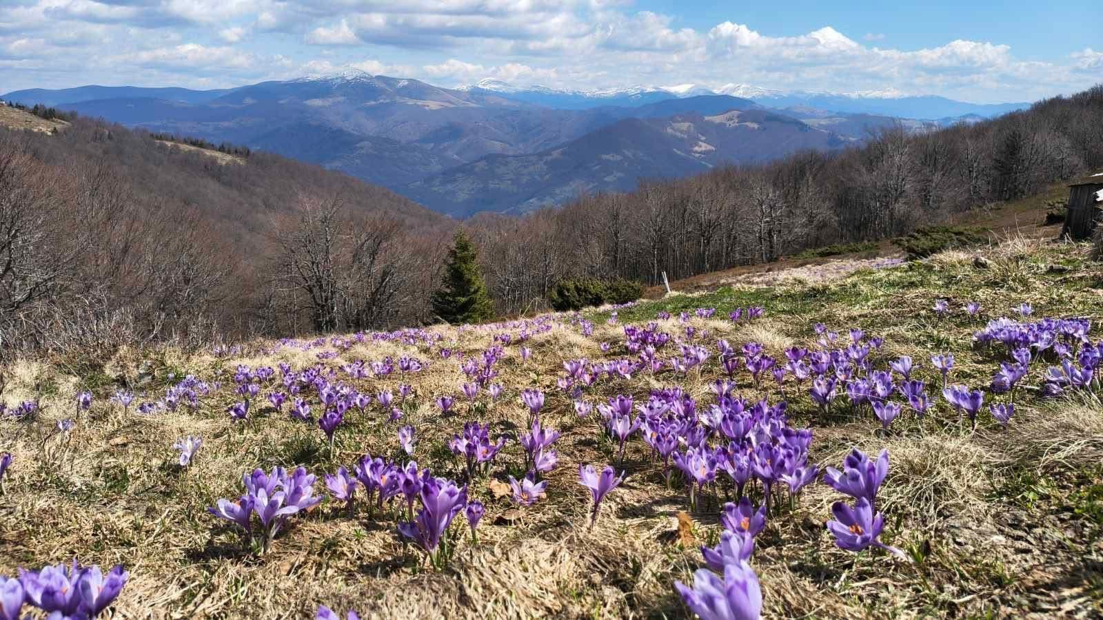 Зображення для статті: У Карпатах розпочався період цвітіння шафрана Гейфеля