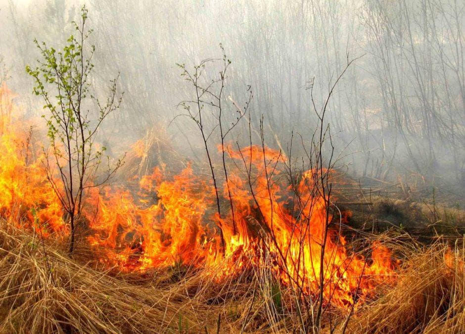 Зображення для статті: На Закарпатті оголосили найвищий рівень пожежної небезпеки