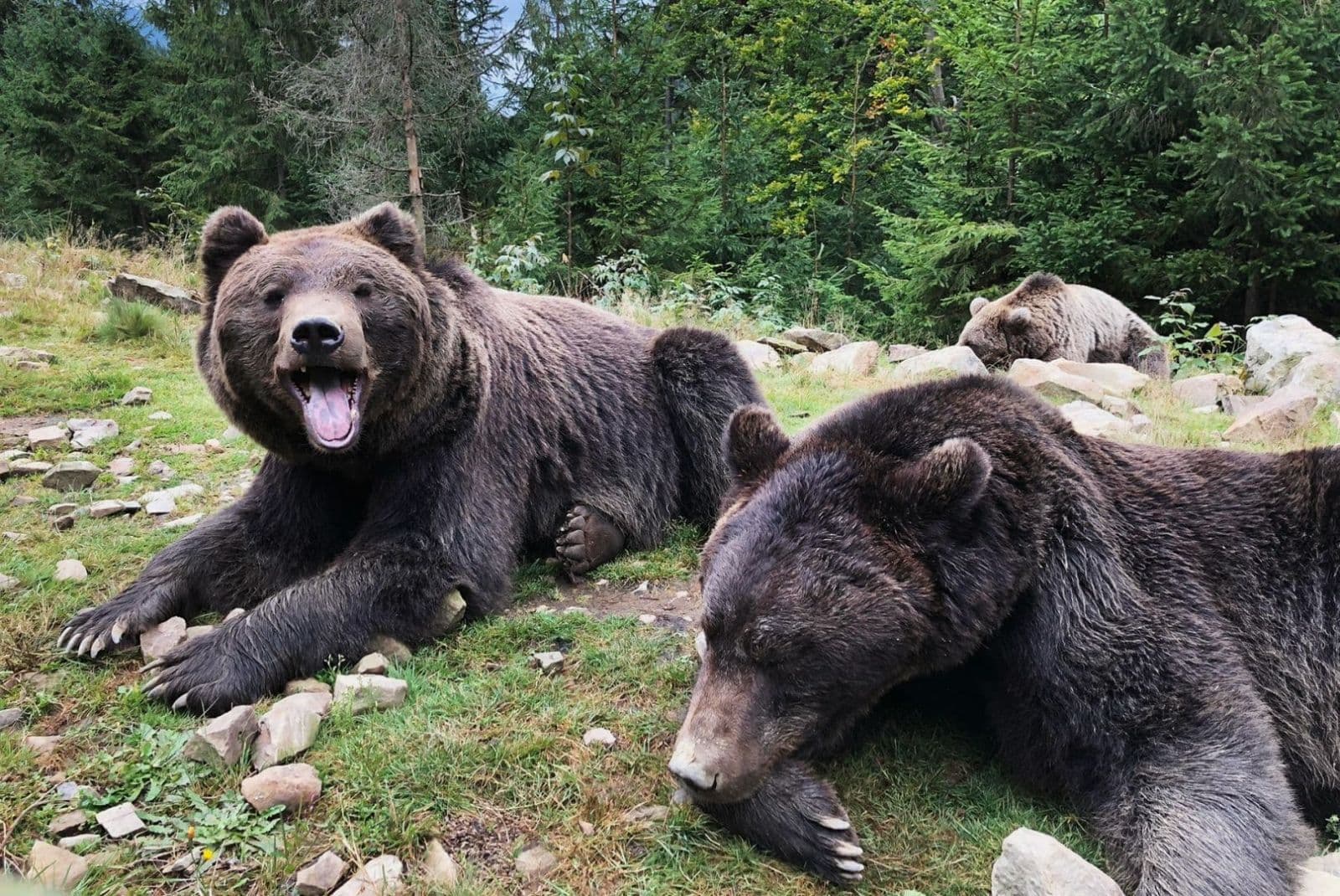 Зображення для статті: На «Синевирі» ведмеді розпочали підготовку до сплячки