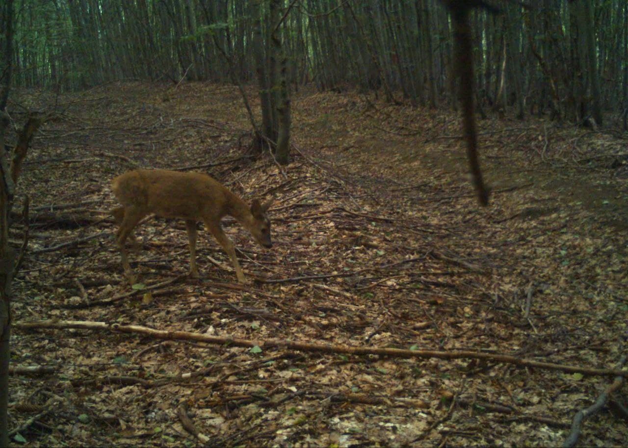 Зображення для статті: На території Карпатського заповідника зафіксували сарну європейську