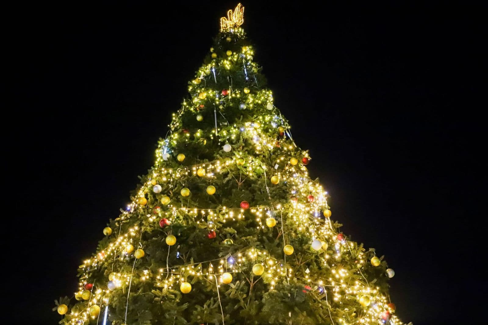 Зображення для статті: В Ужгороді засвітили головну ялинку