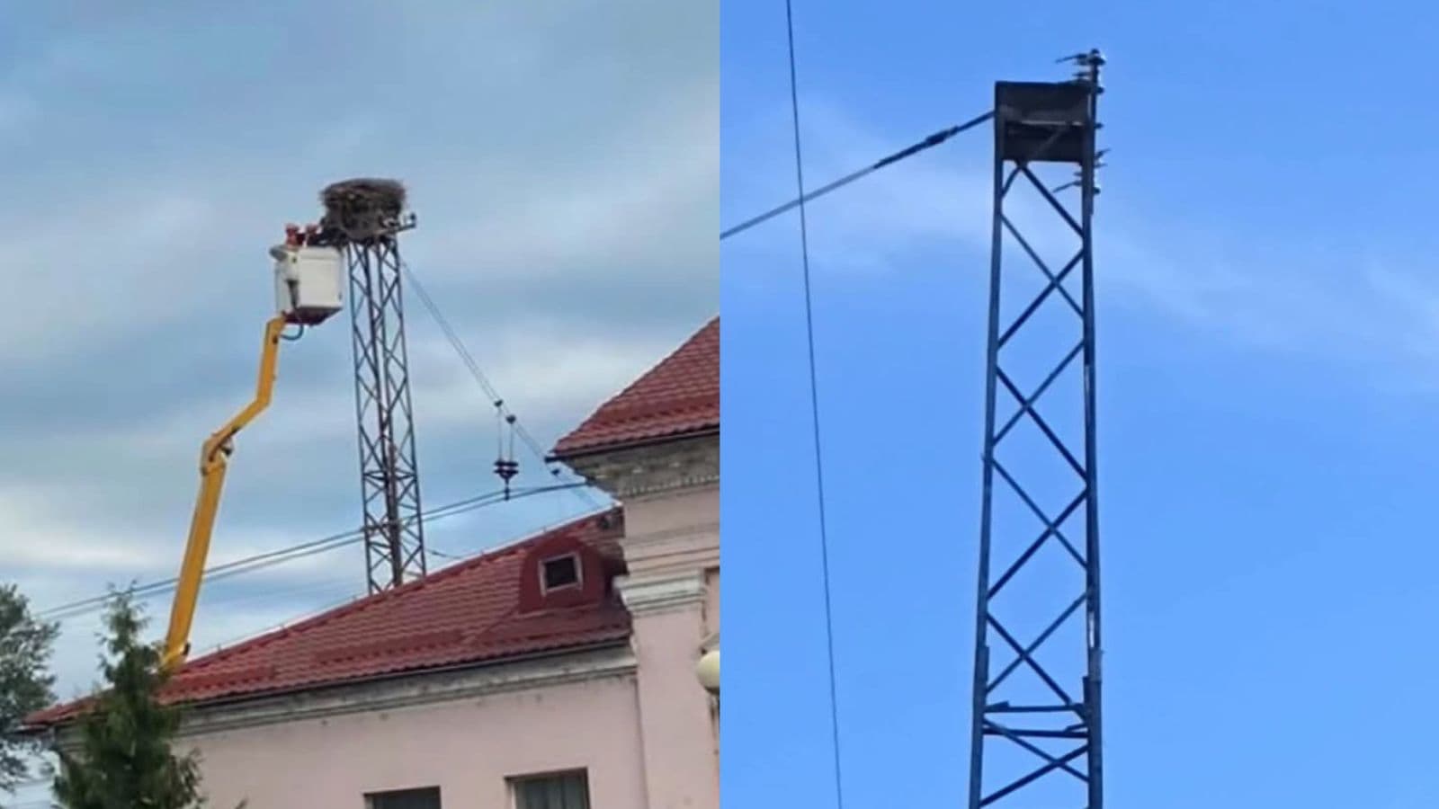 Зображення для статті: На Свалявщині демонтували 40-річне гніздо лелек: в Укрзалізниці пояснили причину