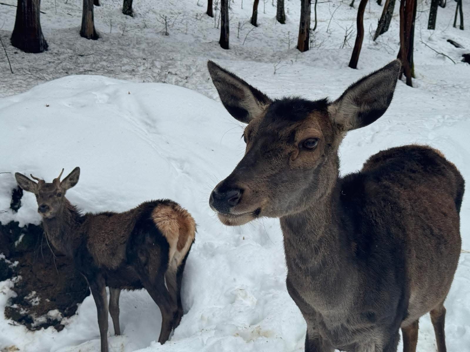 Зображення для статті: Як зимують олені у Нацпарку «Синевир»