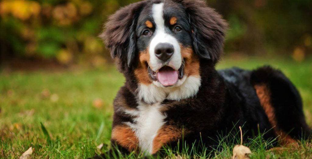 Зображення для статті: У Мукачеві жінку вкусила собака: власника притягнули до адміністративної відповідальності