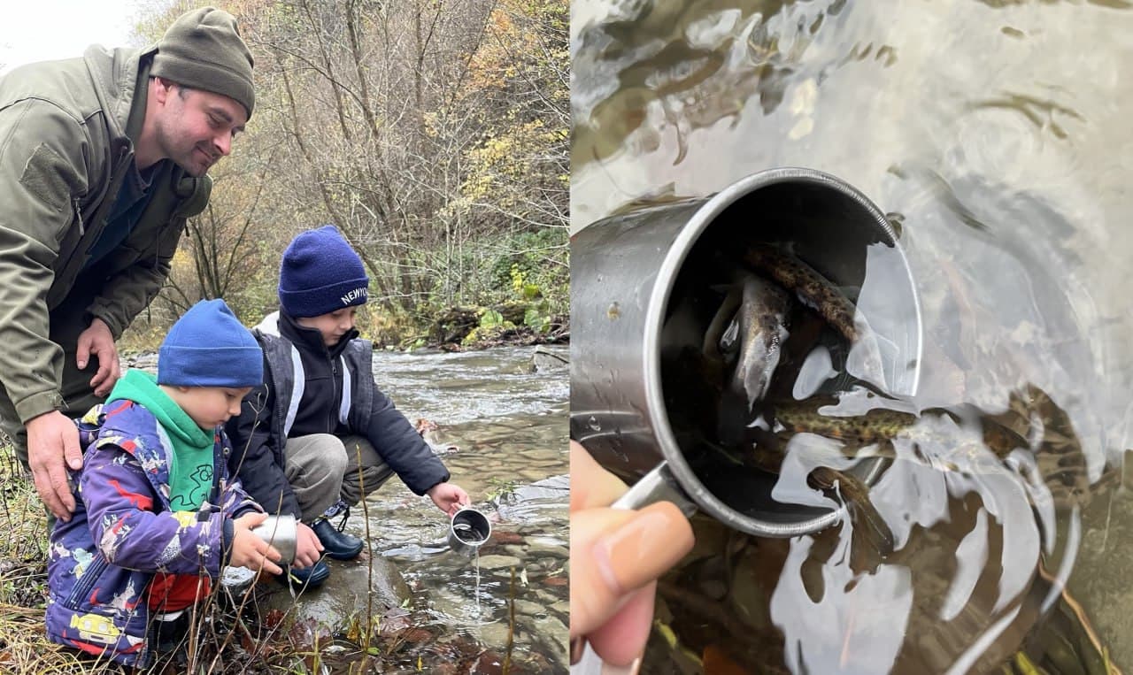 Зображення для статті: На Закарпатті випустили понад 8 тисяч мальків струмкової форелі