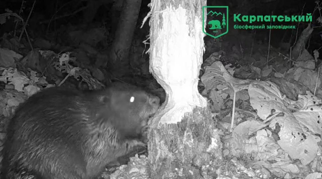 Зображення для статті: Фотопастки Карпатського заповідника зафіксували бобра європейського