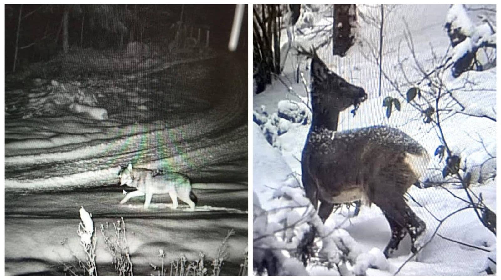 Зображення для статті: У Карпатах прикордонники зафіксували косуль і сіроманця за допомогою фотопасток