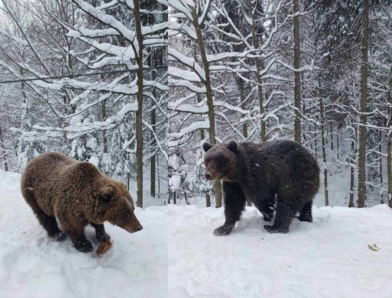 Зображення для статті: Ведмеді прокинулися взимку: як погода порушила сплячку у реабілітаційному центрі