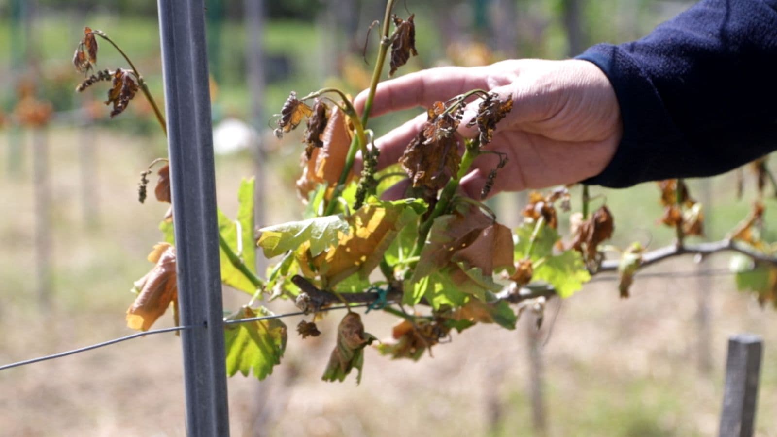 Зображення для статті: На Закарпатті винороби рятують урожай від заморозків: сади обігрівають вночі