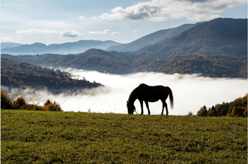 Зображення для статті: 84 роботи та 19 учасників: підбито підсумки осіннього фотоконкурсу на Закарпатті