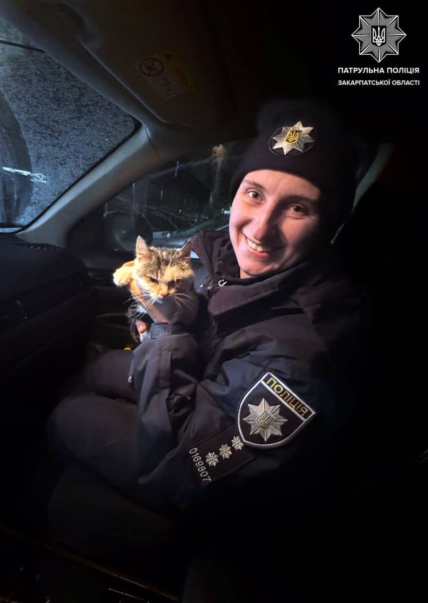 Зображення для статті: Патрульні врятували налякане кошеня на трасі біля Ужгорода
