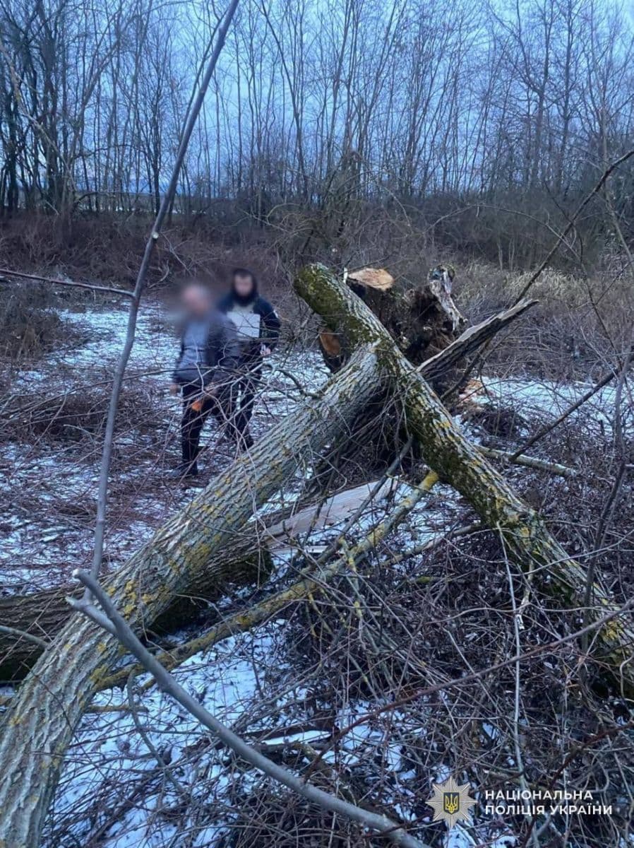 Зображення для статті: Трагедія на Мукачівщині: дерево вбило 8-річну дівчинку